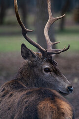 Detailed portrait of the deer in the Spanish mountains