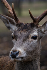 Detailed portrait of the deer in the Spanish mountains