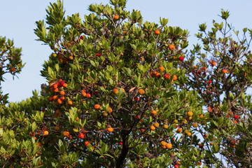 Red fruits of strawberry tree (Arbutus unedo.) flowers and fruit.