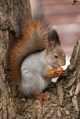 Common red squirrel in wildlife, Sciurus vulgaris 
