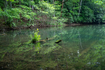 lake in summer with greenery