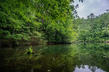 lake in summer with greenery