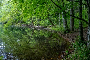 lake in summer with greenery