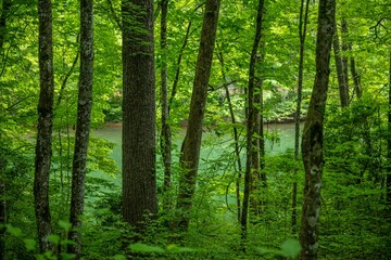 lake in summer with greenery