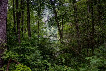lake in summer with greenery