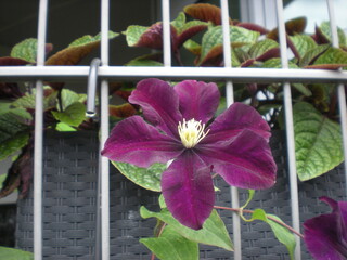 passiflora