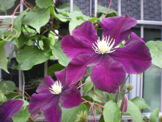 passiflora