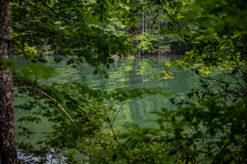 lake in summer with greenery