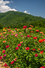 flower farm mountain