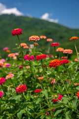 flower farm mountain