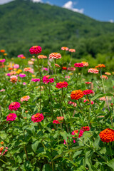 flower farm mountain