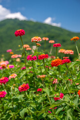 flower farm mountain