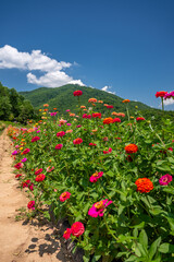 flower farm mountain