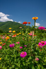 flower farm mountain