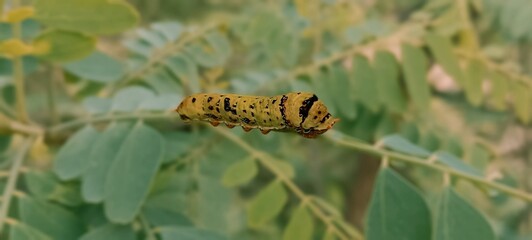 caterpillar on a branch