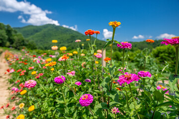 flower farm mountain