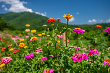 Obraz premium flower farm mountain