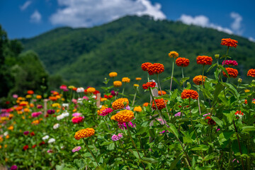 flower farm mountain