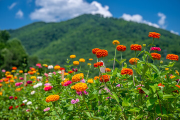 flower farm mountain