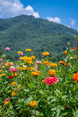 flower farm mountain