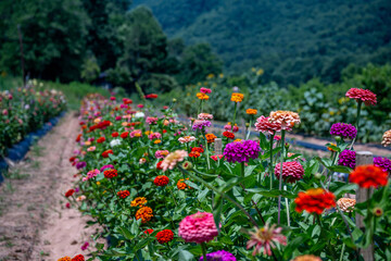 Obraz premium flower farm mountain