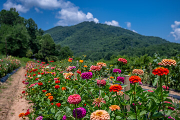 Fototapeta premium flower farm mountain