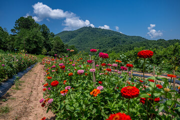 flower farm mountain