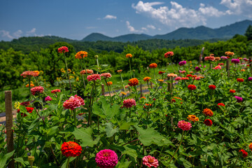 flower farm mountain