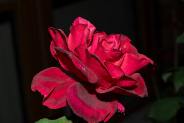 red rose on black background