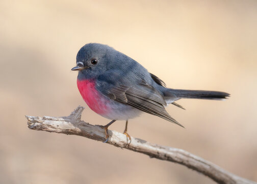 Close-up of a wild rose robin (Petroica rosea) perched on a branch, Australia