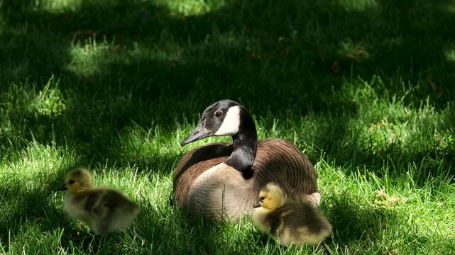 Cute yellow ducklings basking in sun rays of golden light, soft downy feathers Goslings Canada goose cuddling together, new beginnings and beauty of nature's cycle. Canada goose with goslings