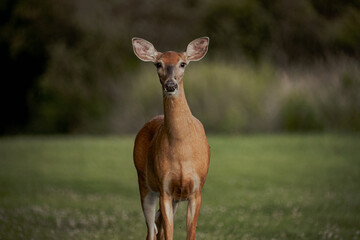 doe