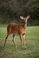 Fototapeta premium doe