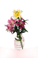 beautiful pink and red lilies in the garden close up