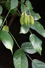 growing green seedvessels Staphylea BUALDA