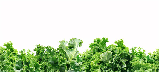 Obraz premium Seamless Horizontal kale isolated on White background - Vegetable boarder Background 