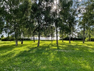 trees in the park
