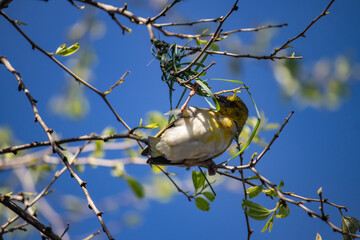Obraz premium The Little Weaver (Ploceus luteolus) in Ethiopia builds intricate nests in trees, displaying vibrant yellow plumage while thriving in its natural habitat.