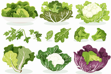 Set of cabbage, salad, broccoli and cauliflower in different types isolated on white. Vector illustration