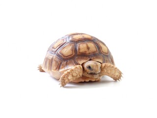 The sulkata newborn turtle isolated on white background.