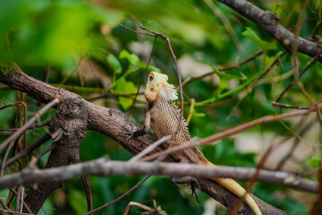 Fototapeta premium A Colorful Cameleon with blurred background. Picture clicked in a village of Tamil Nadu, South India, India