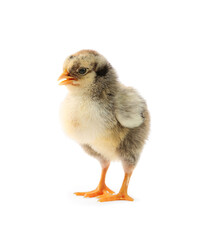 One cute chick isolated on white. Baby animal