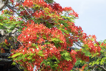 Beautiful Flamboyant (Delonix regia) flowers.