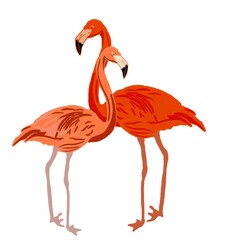 flamingo on white