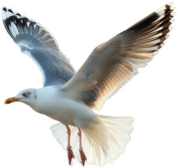 Obraz premium seagull flying over the water with a city in the background
