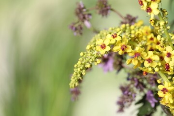 Beautiful mullein plant on blurred background, closeup with space for text. Herbal medicine