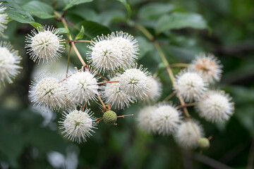 Beautiful Common buttonbush (Cephalanthus naucleoides) flowers.