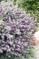 Beautiful Texas Sage (leucophyllum frutescens) flowers.