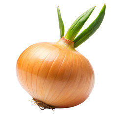 Onion leaf on transparent background, allium growth reproduction life cycle