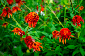 red Echinacea purpurea amazing flower in summer garden, wallpaper